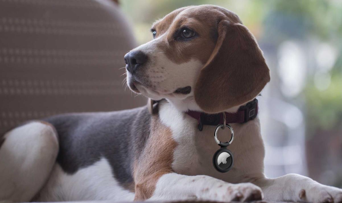 The 7 Best AirTag Dog Collars in 2021 - ESR Blog