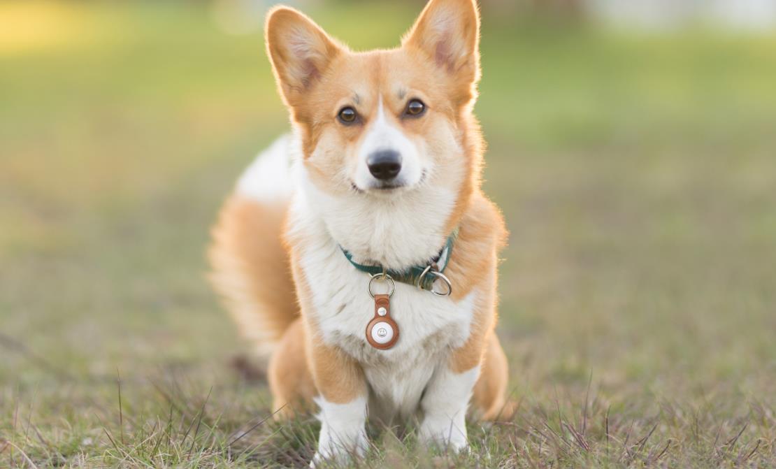 The 7 Best AirTag Dog Collars in 2021 - ESR Blog